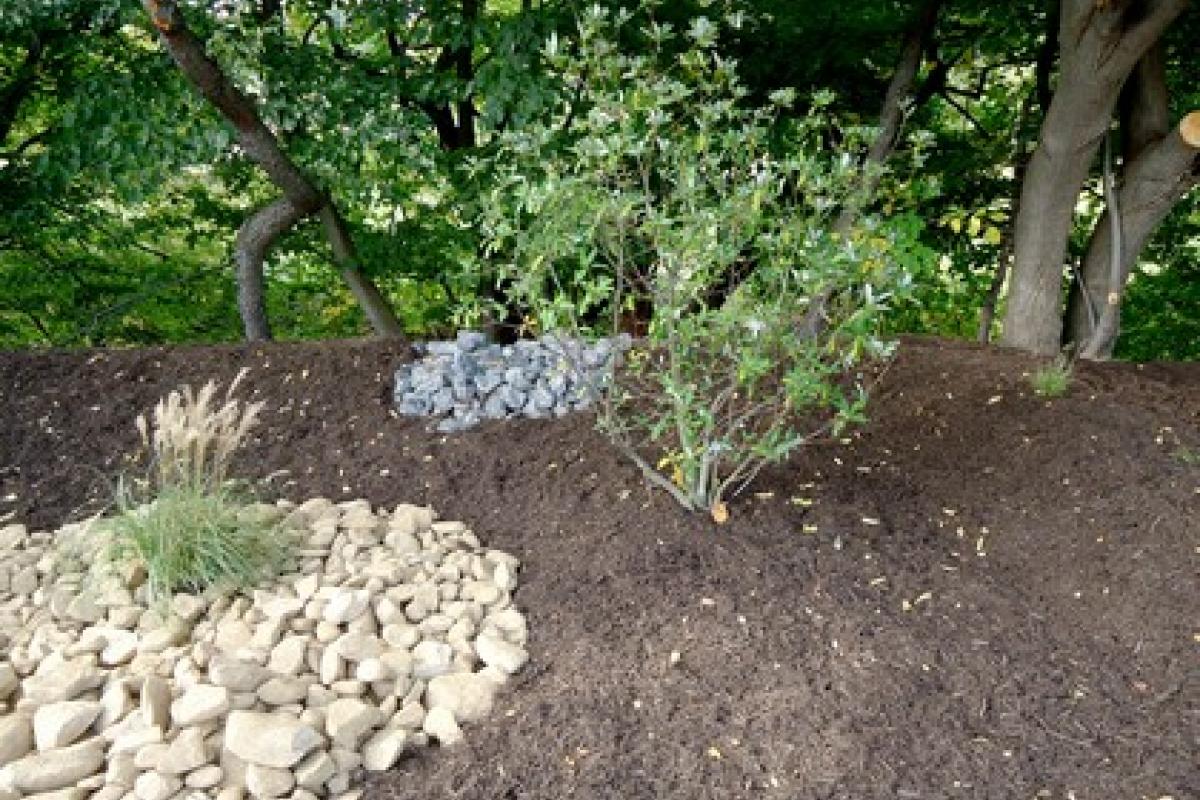 Small tree in Rain Garden 3