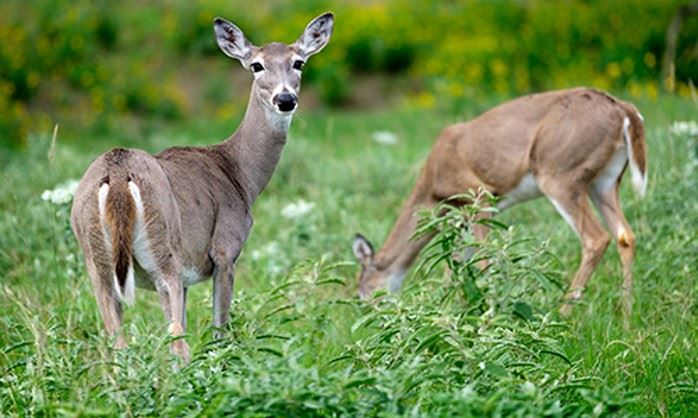 whitetail deer